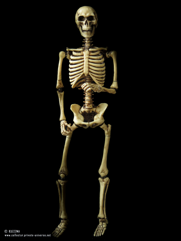 Coomodel Skeleton: Full height