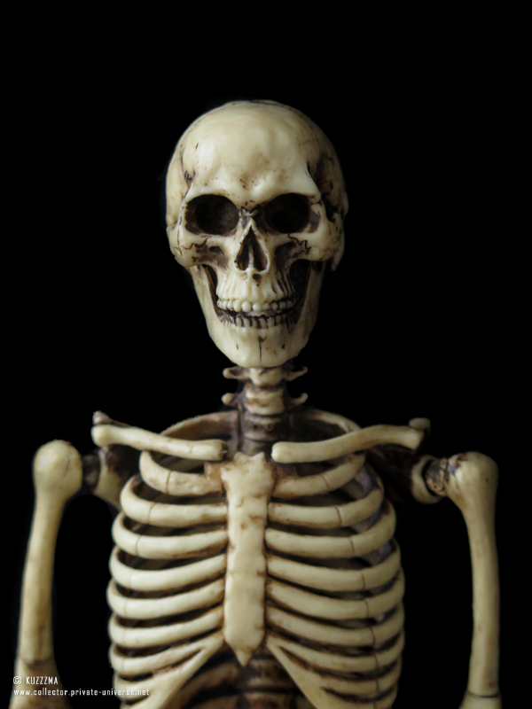 Coomodel Skeleton: Head