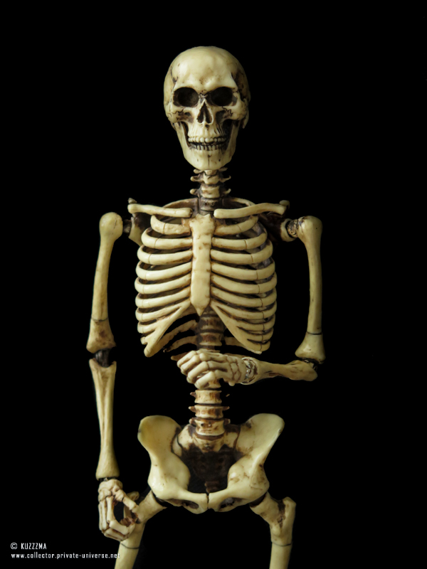 Coomodel Skeleton
